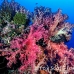 coral_soft_arch_h_0705_png1031.jpg